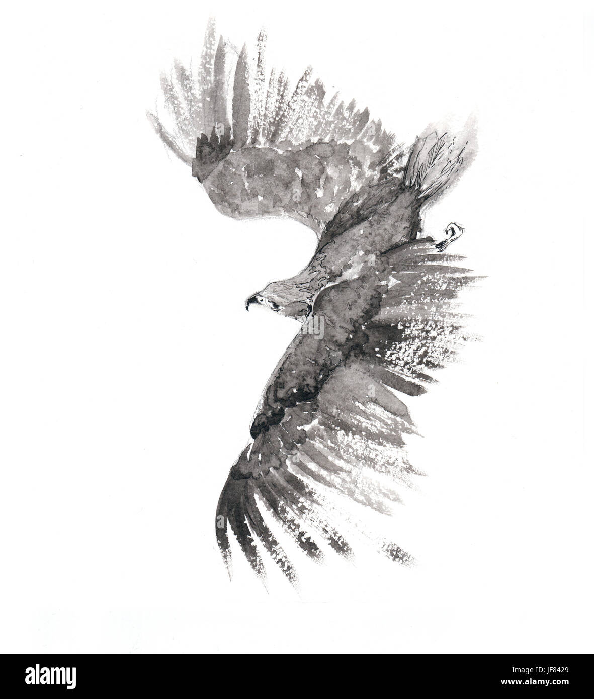 Flying Falcon disegnati a mano in inchiostro. Foto Stock