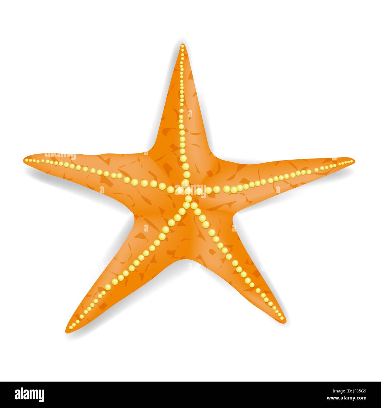 Unico realistico Starfish isolati su sfondo bianco. Illustrazione Vettoriale