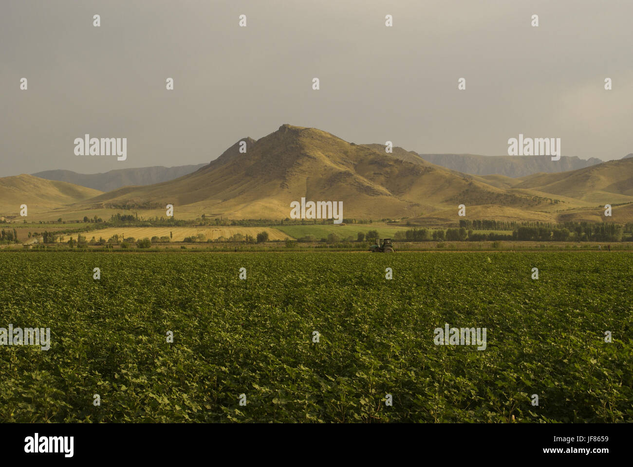 Valle fertile in Uzbekistan Foto Stock