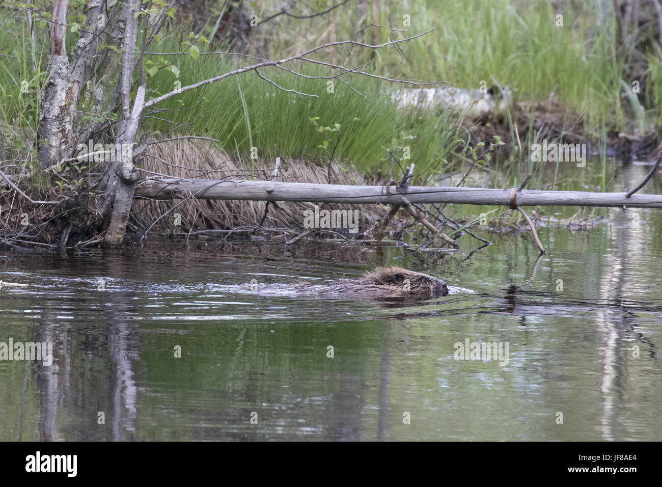 Beaver nuoto nella palude Foto Stock