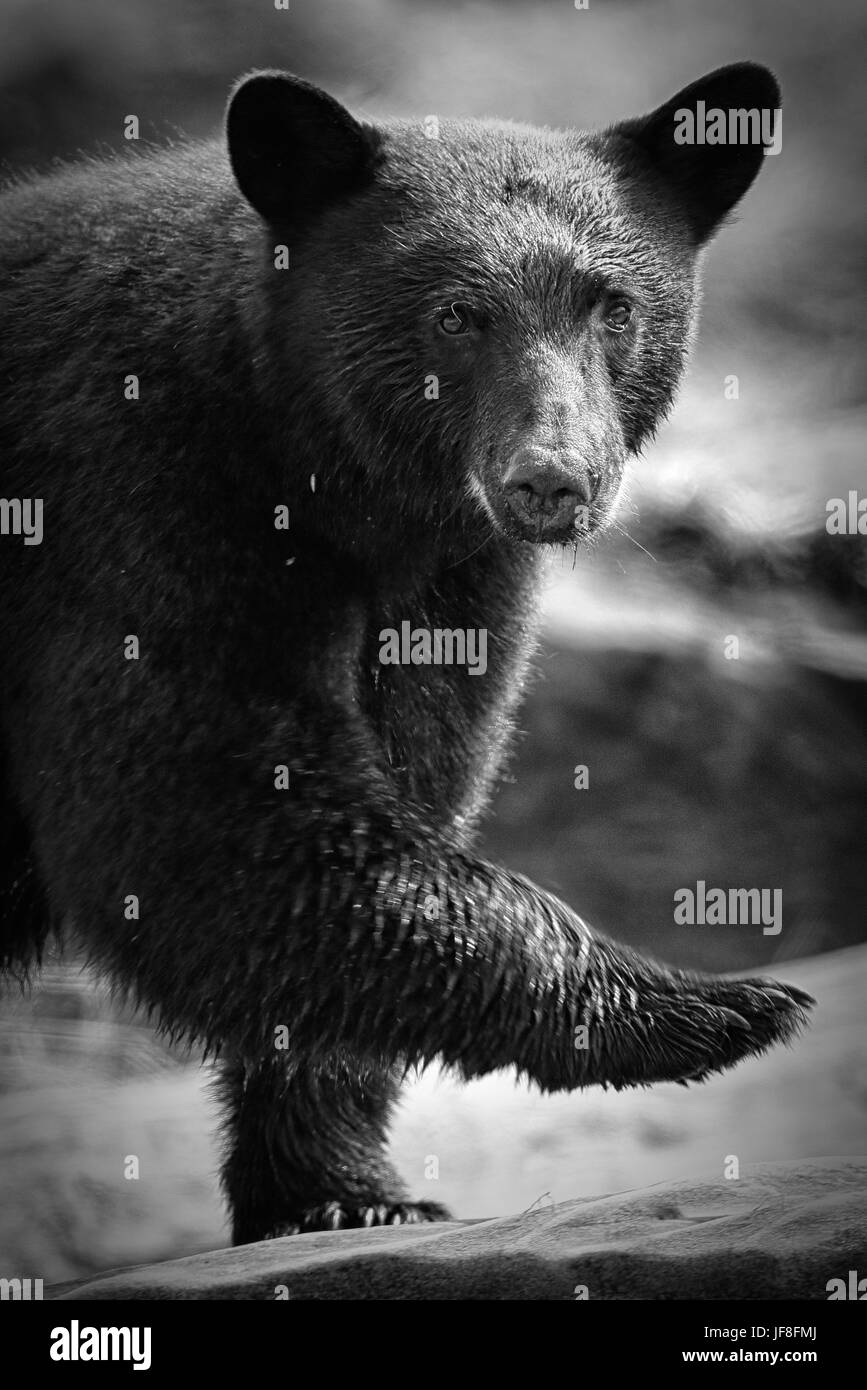 Wild Black Bear (Ursus americanus) su una spiaggia rocciosa. Isola di Vancouver, British Columbia, Canada. Foto Stock
