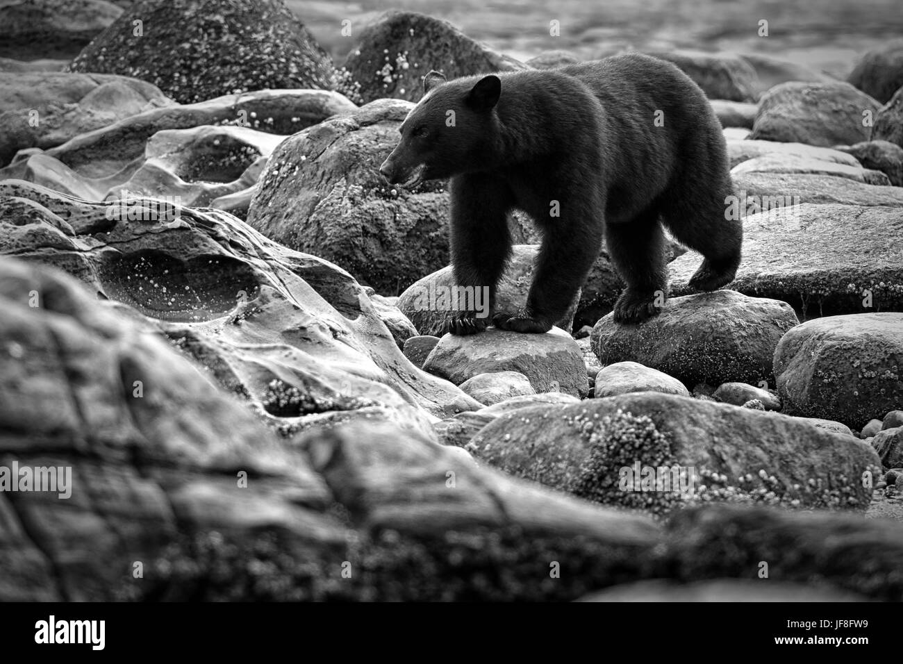 Wild Black Bear (Ursus americanus) su una spiaggia rocciosa. Isola di Vancouver, British Columbia, Canada. Foto Stock