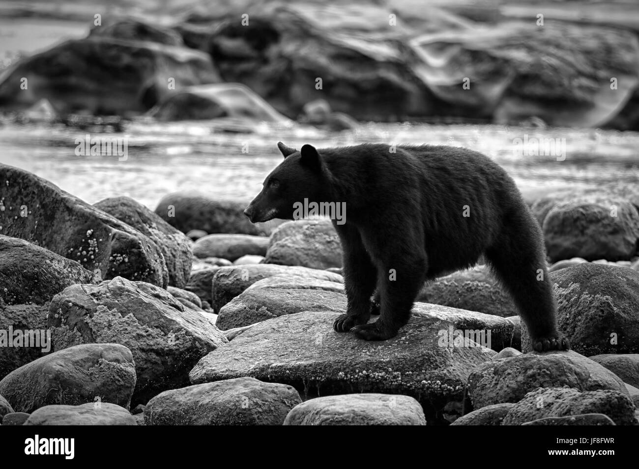 Wild Black Bear (Ursus americanus) su una spiaggia rocciosa. Isola di Vancouver, British Columbia, Canada. Foto Stock
