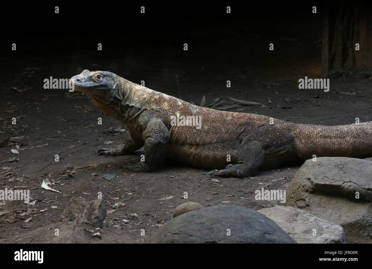 Indonesiano maschio drago di Komodo (Varanus komodoensis) Foto Stock