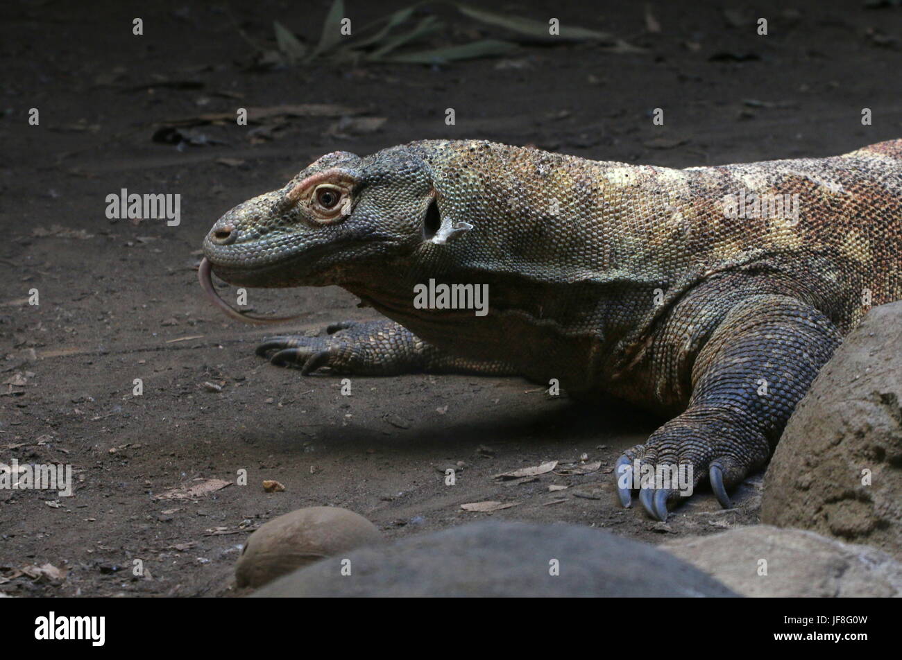 Close-up della testa di un indonesiano drago di Komodo (Varanus komodoensis), lingua biforcuta colpetti, prelievo di profumi dell'aria. Foto Stock