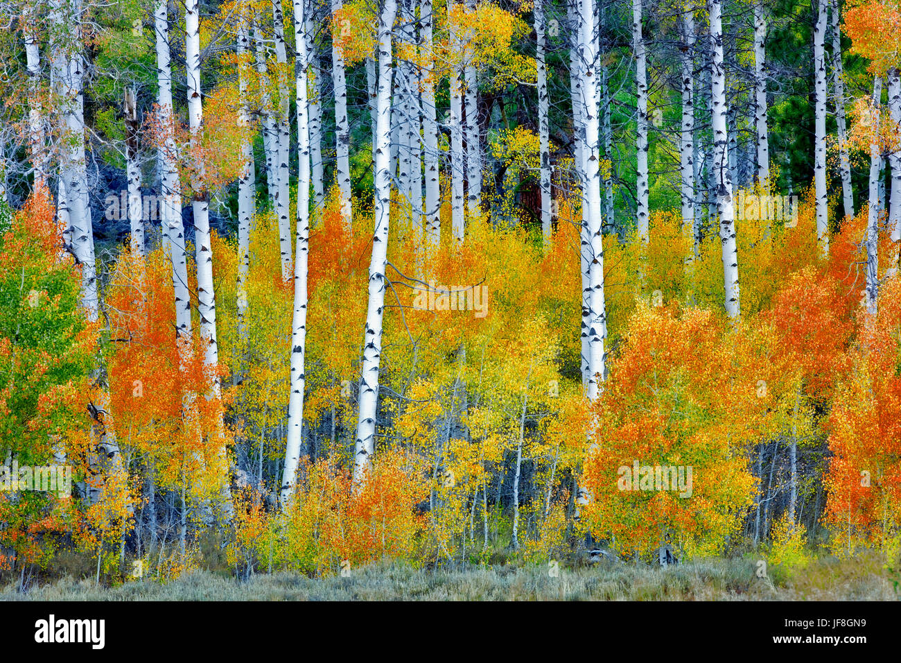 Close up di caduta colorati alberi di Aspen. Inyo National Forest. California Foto Stock