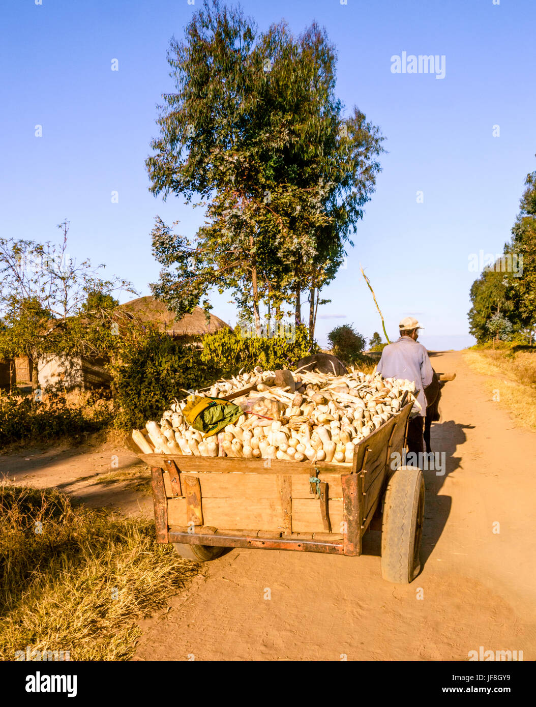 Malawiani uomo cammina davanti oxcart portante delle pannocchie di granturco raccolte dal campo sulla strada sterrata che corre attraverso il villaggio rurale che mostra la scatola tradizionale Foto Stock