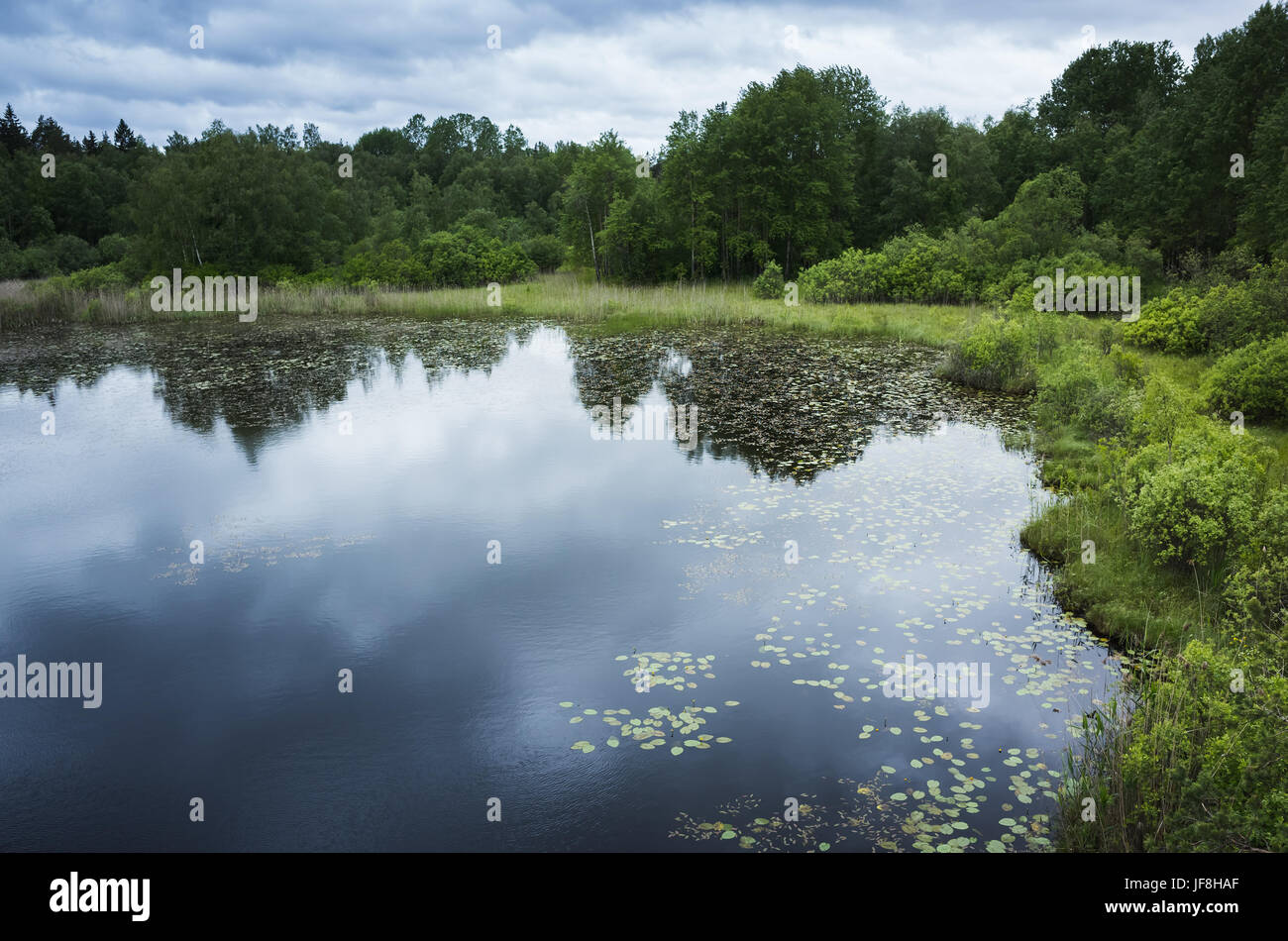 Ancora il paesaggio del lago d'estate. Ladoga, Russia Foto Stock