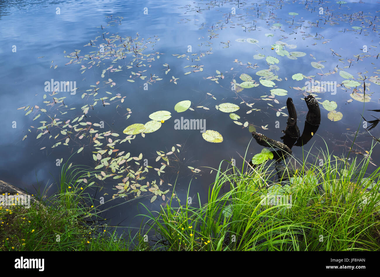 Ancora il lago di costa con dark snag nell'acqua. Ladoga, Russia Foto Stock