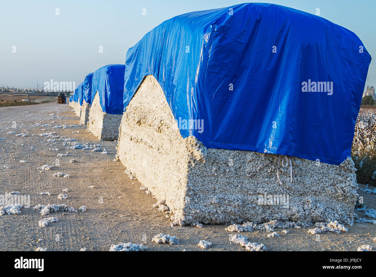 Raccolto di cotone dal campo . Foto Stock