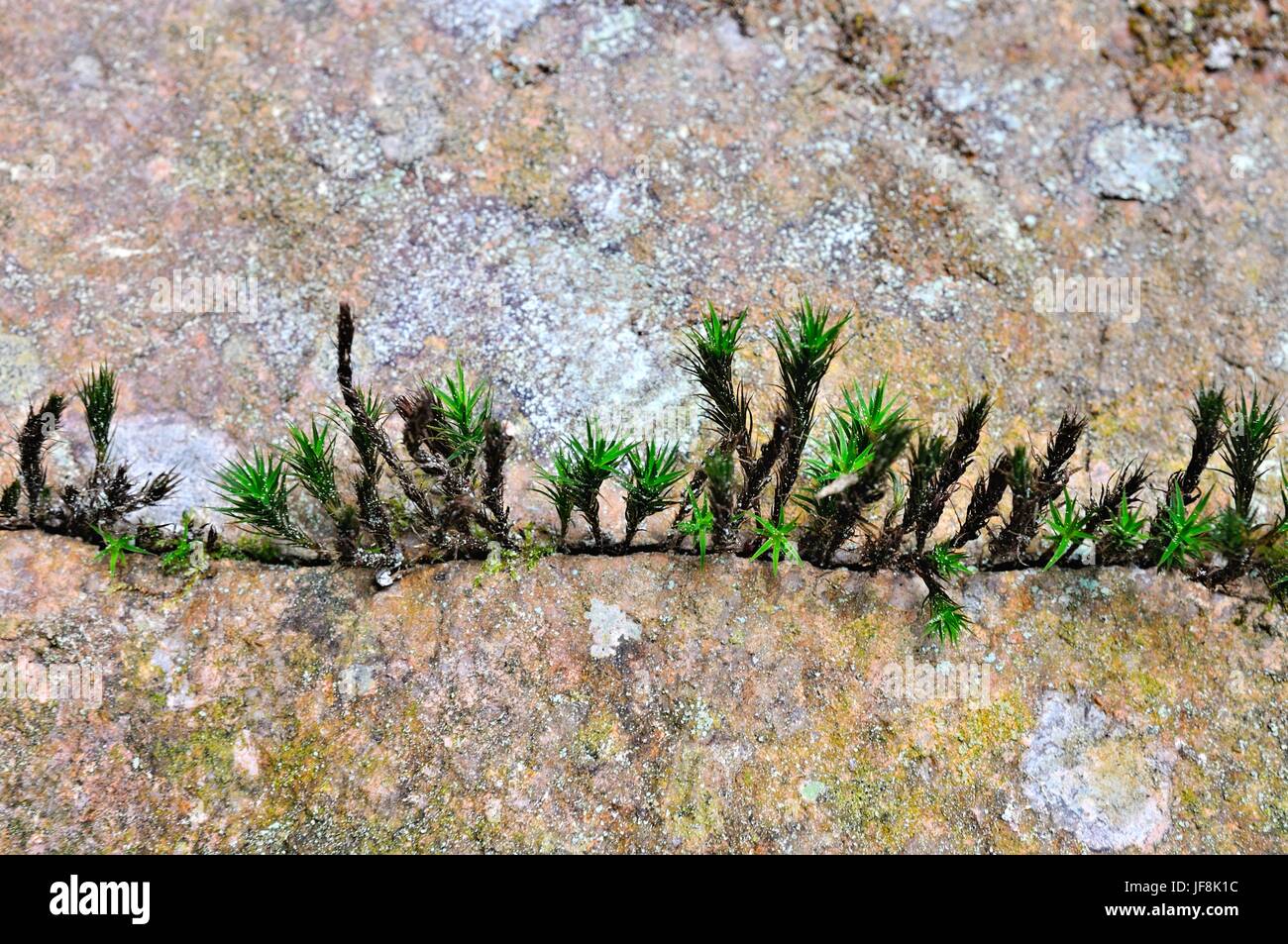 Il muschio cresce nella spaccatura delle rocce Foto Stock