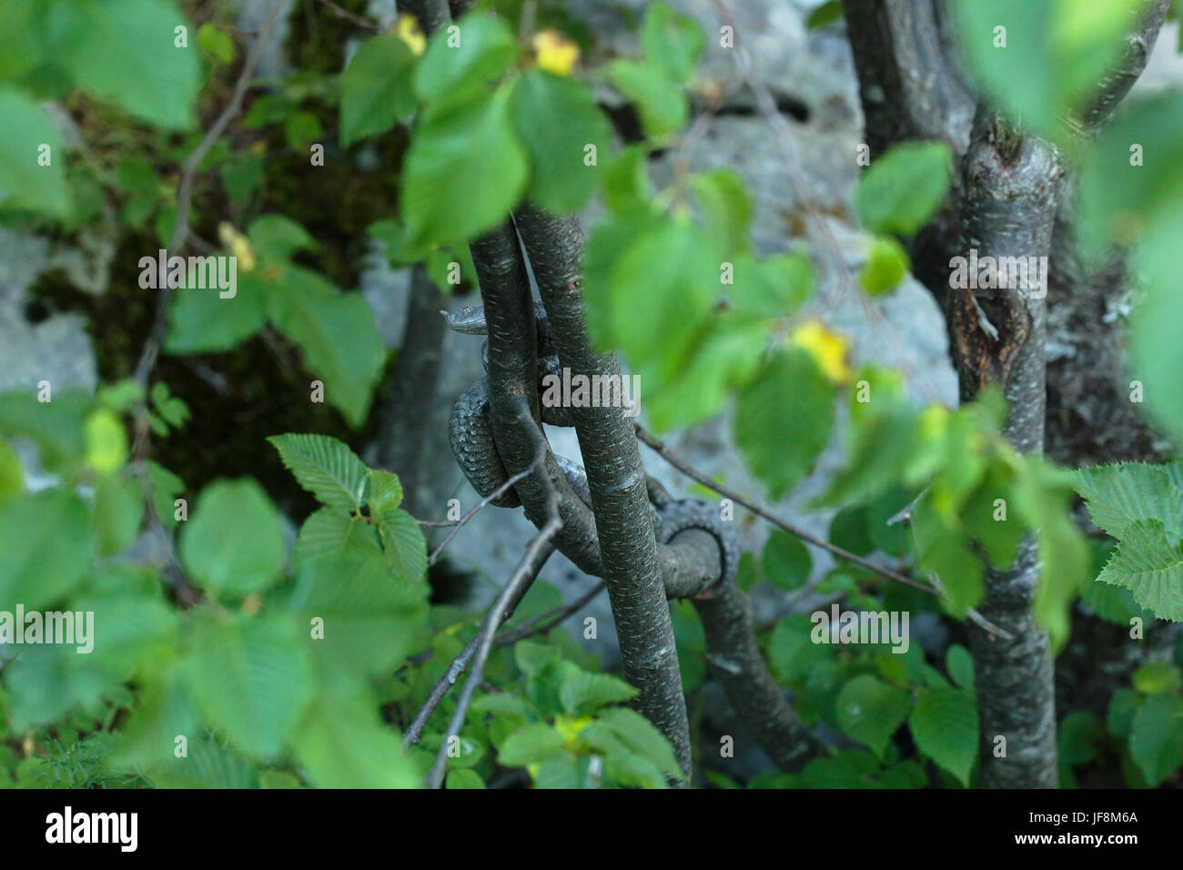 Vipera cornuta dalla montagna di Velebit, Croazia Foto Stock