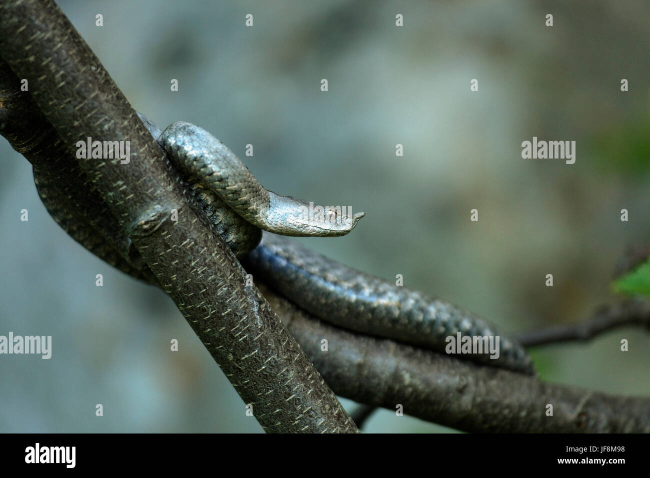 Cornuta vipera su un albero dalla montagna di Velebit, Croazia Foto Stock