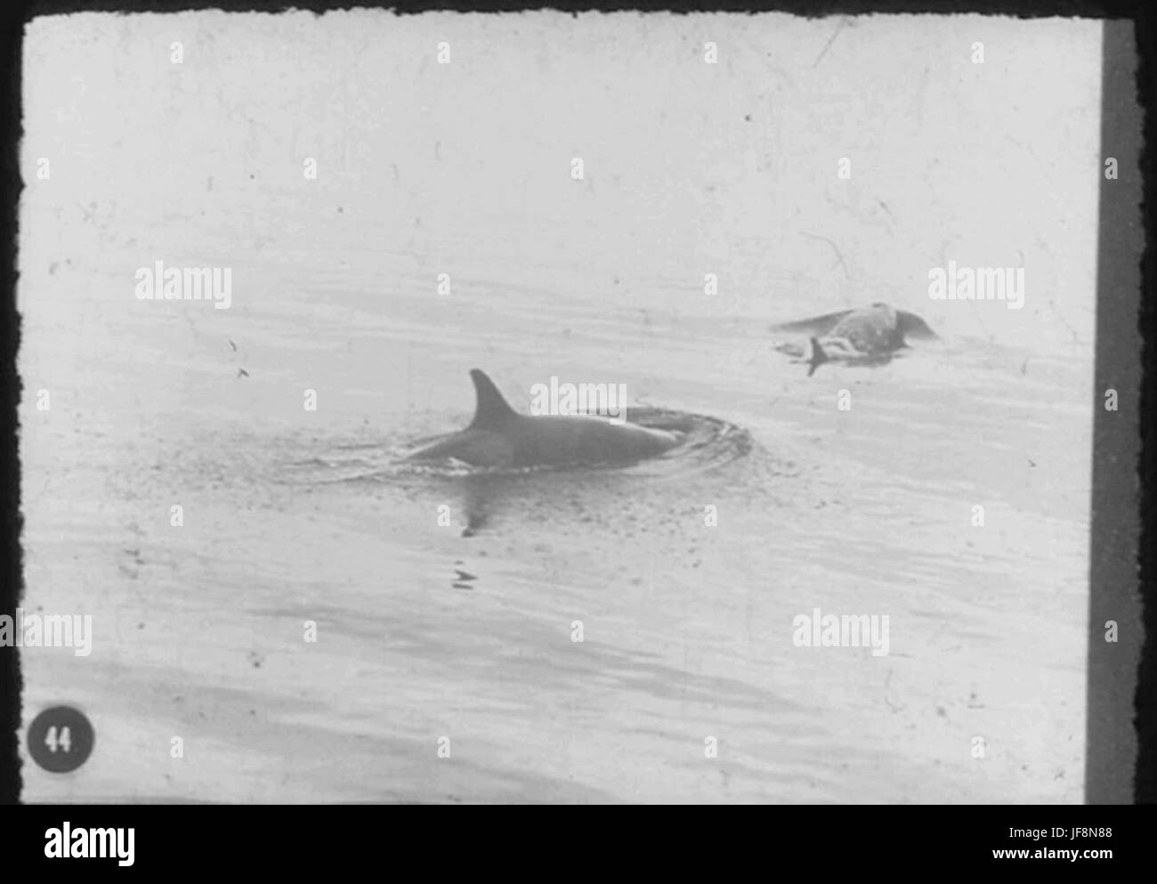 Un momento drammatico che mostra due orche assassine nelle acque ghiacciate dell'Antartide, fotografate durante la spedizione antartica nazionale britannica, catturando il potere e la maestosità di questi predatori marini. Foto Stock