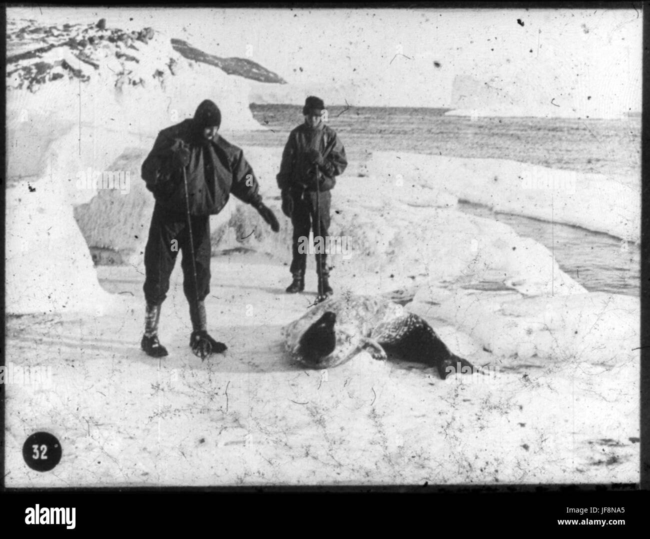 Hooper e Dimitri [Geroff] e una guarnizione di Weddell a Cape 34524508846 o Foto Stock