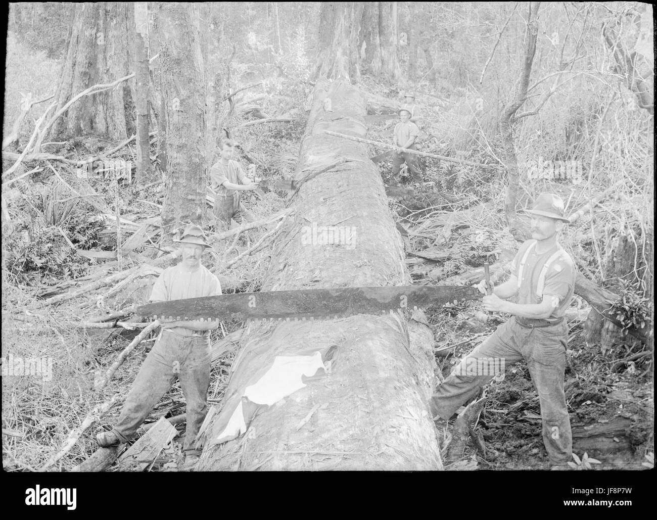 Taglio di alberi caduti con una sega lunga a doppia movimentazione, lavoro forestale vintage Foto Stock