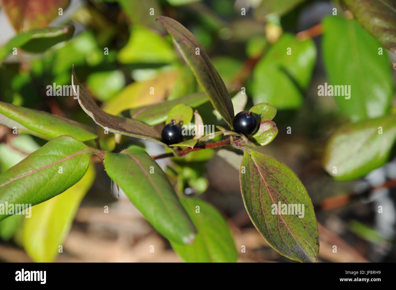 Lonicera japonica, Caprifoglio giapponese Foto Stock