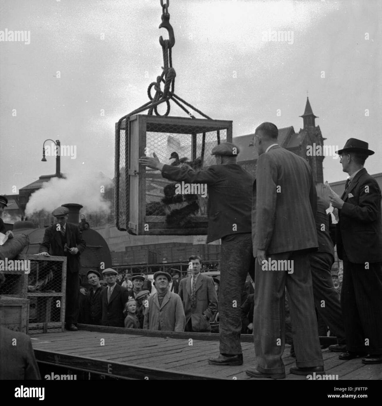 Drawing Animals at Corporation Quay, luglio 1949 - Uno sguardo all'industria post-bellica Foto Stock