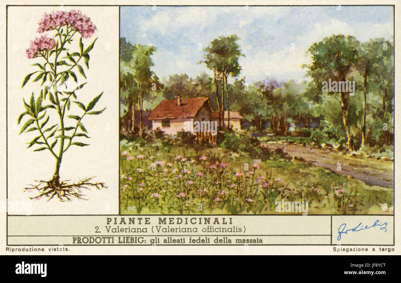 Valeriana (Valeriana officinalis), usato una medicina alternativa per l'insonnia e come un sedativo. Piante medicinali. Liebig collezionisti card, 1943 Foto Stock