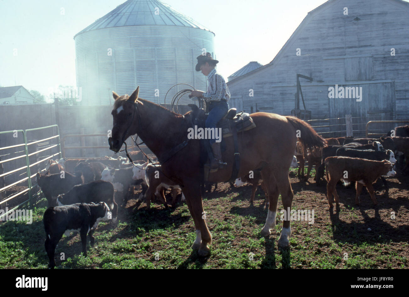 Cowboy in Stapleton Ohio preparando per vitelli lazo per il branding Foto Stock