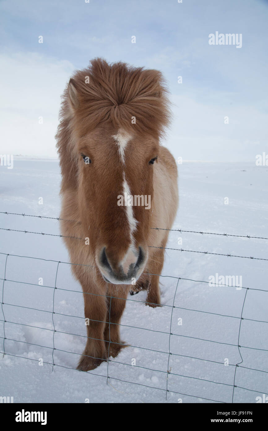 Cavallini islandesi, Islanda Foto Stock