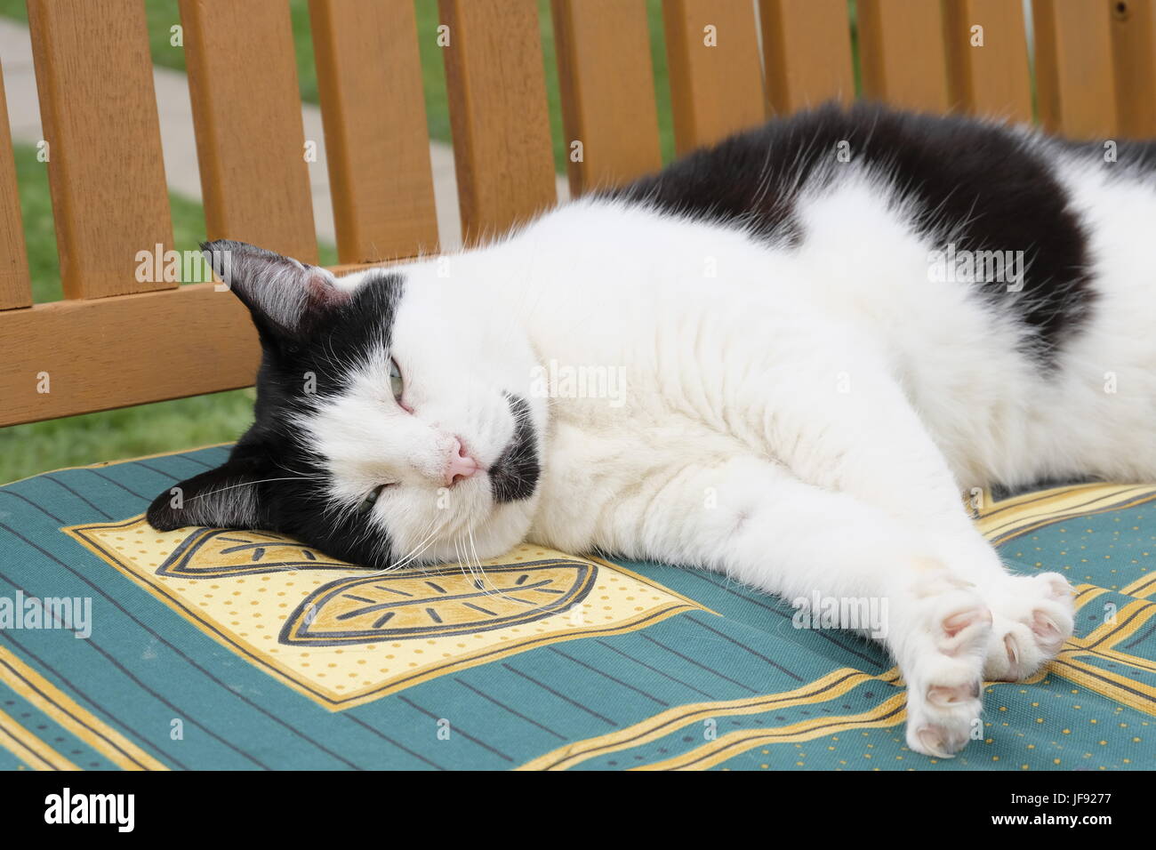 Bandit, un maschio adulto bianco e nero gatto che vivono come un residente permanente a West Sussex Santuario degli animali Foto Stock