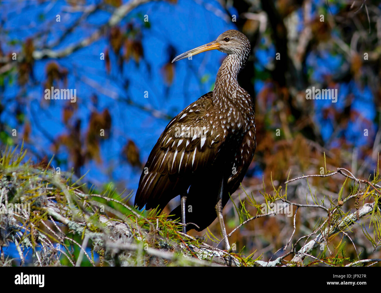 Un Limpkin osserva il paesaggio da una cassetta di sicurezza pesce persico fino in una struttura ad albero nella Florida Everglades.. Foto Stock