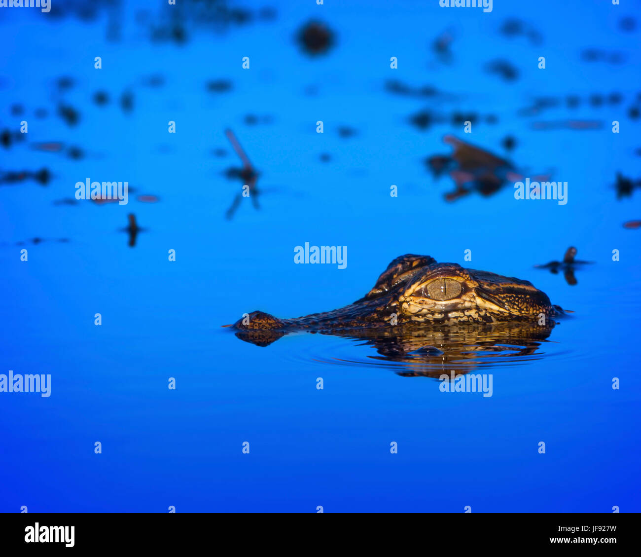 Un baby coccodrillo nella Florida Everglades. In questa fascia di età sono ancora vulnerabili ai predatori. Se si raggiunge la maturità sarà un apice predator. Foto Stock