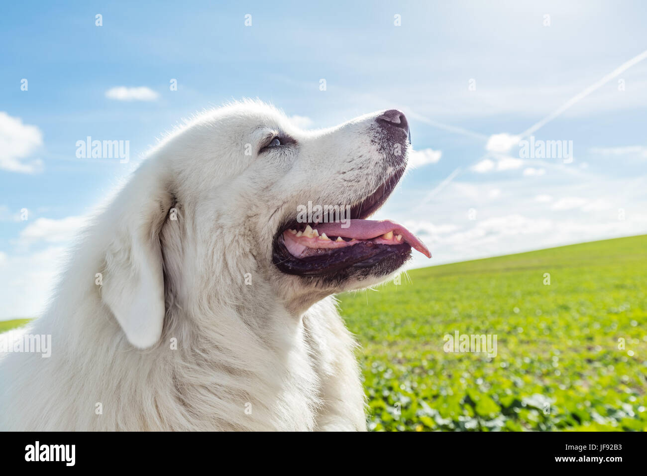 Grande cane da guardia godendo di una passeggiata in una giornata di sole. Tatra polacchi Sheepdog noto anche come Podhalan o Owczarek Podhalanski Foto Stock