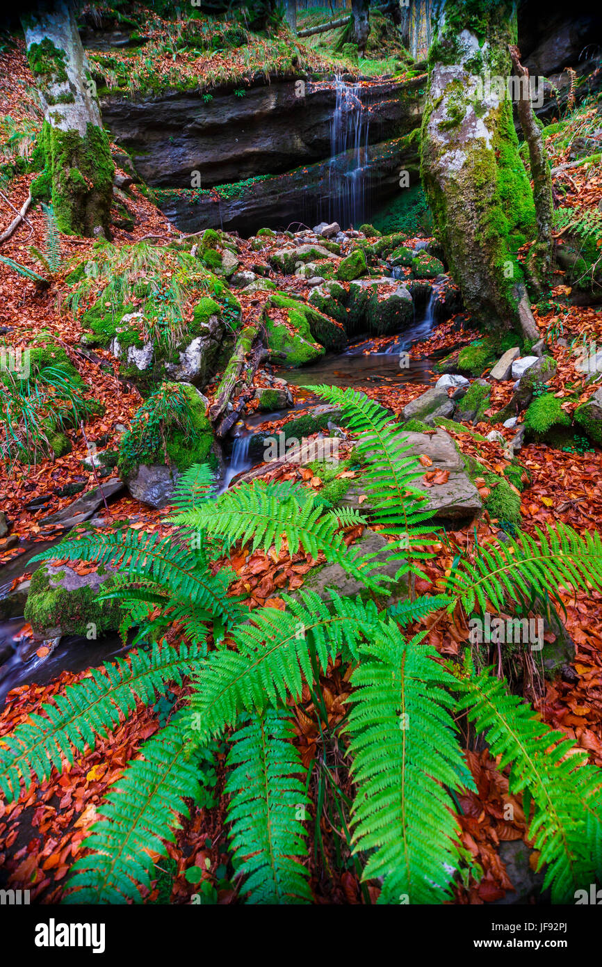 Sorgente del fiume e legno di faggio in autunno. Foto Stock