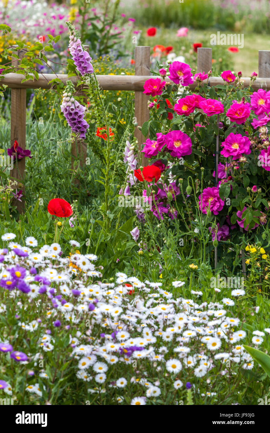 Giardino estivo e fiori misti in giugno, Rosa 'Louis Philippe', Digitalis, Erigeron, papaveri, legno Recinzione da giardino Foto Stock