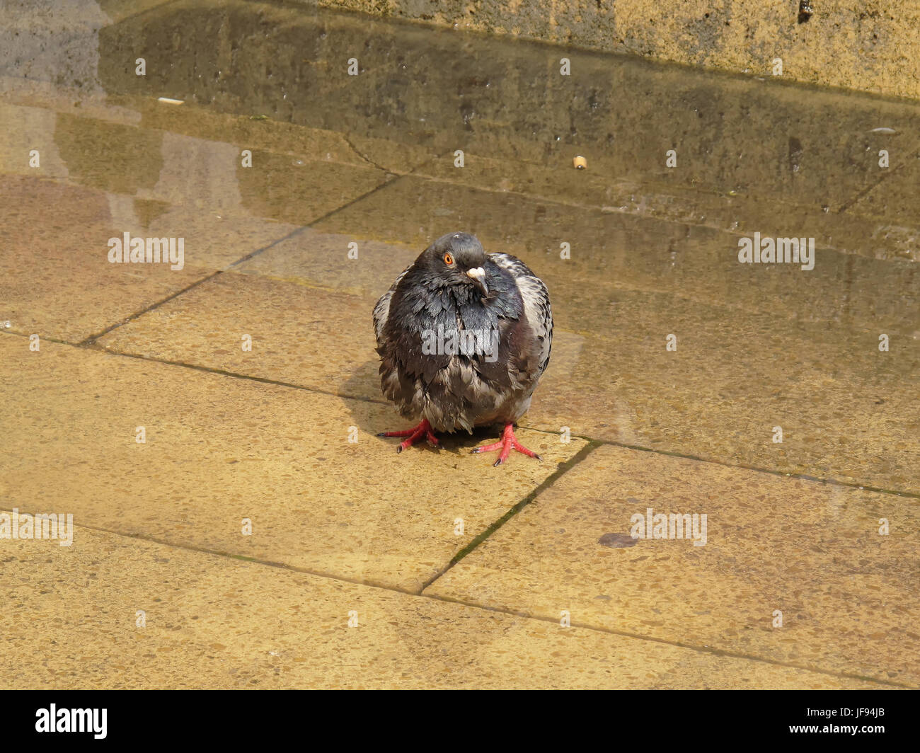 Pioggia inzuppato Glaswegian piccione bagnato Foto Stock
