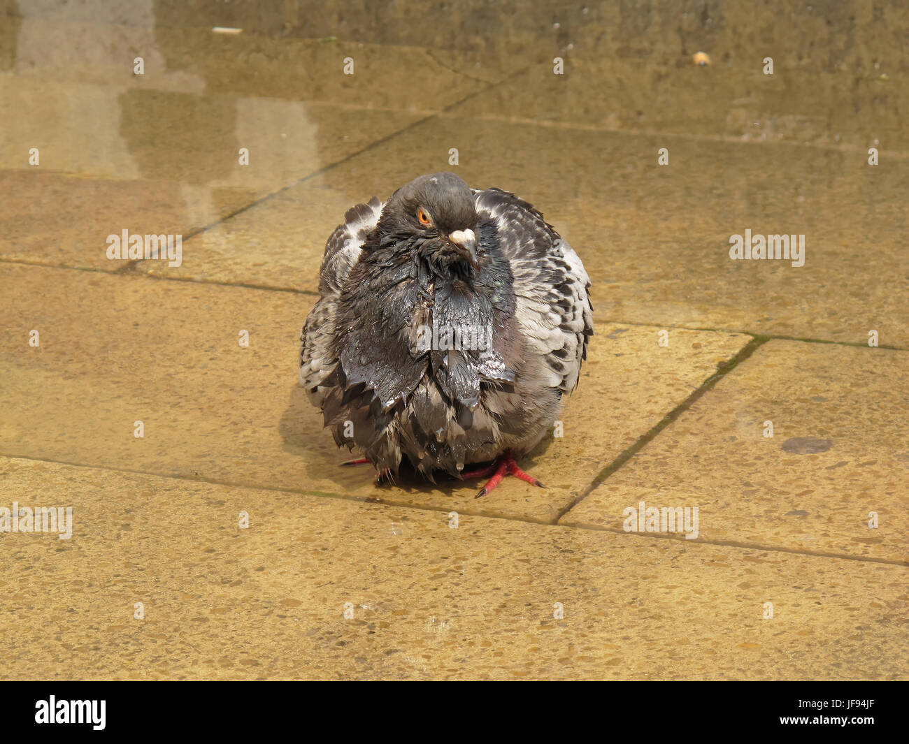 Pioggia inzuppato Glaswegian piccione bagnato Foto Stock