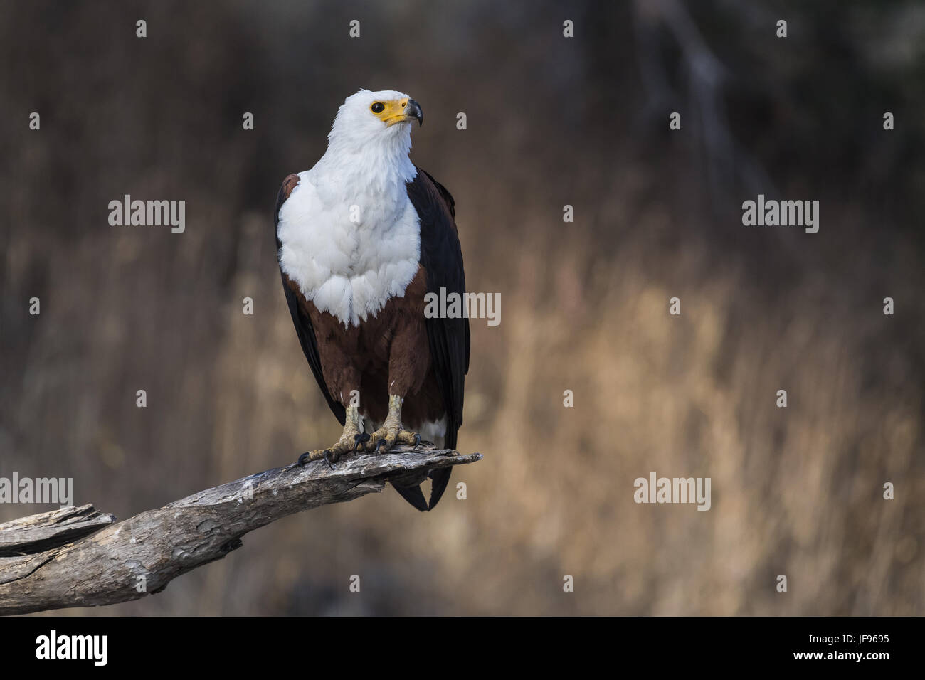 African Fish Eagle (Haliaeetus vocifer) Foto Stock