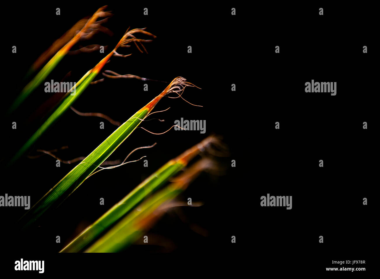 Le palme in Palm Springs, California Foto Stock