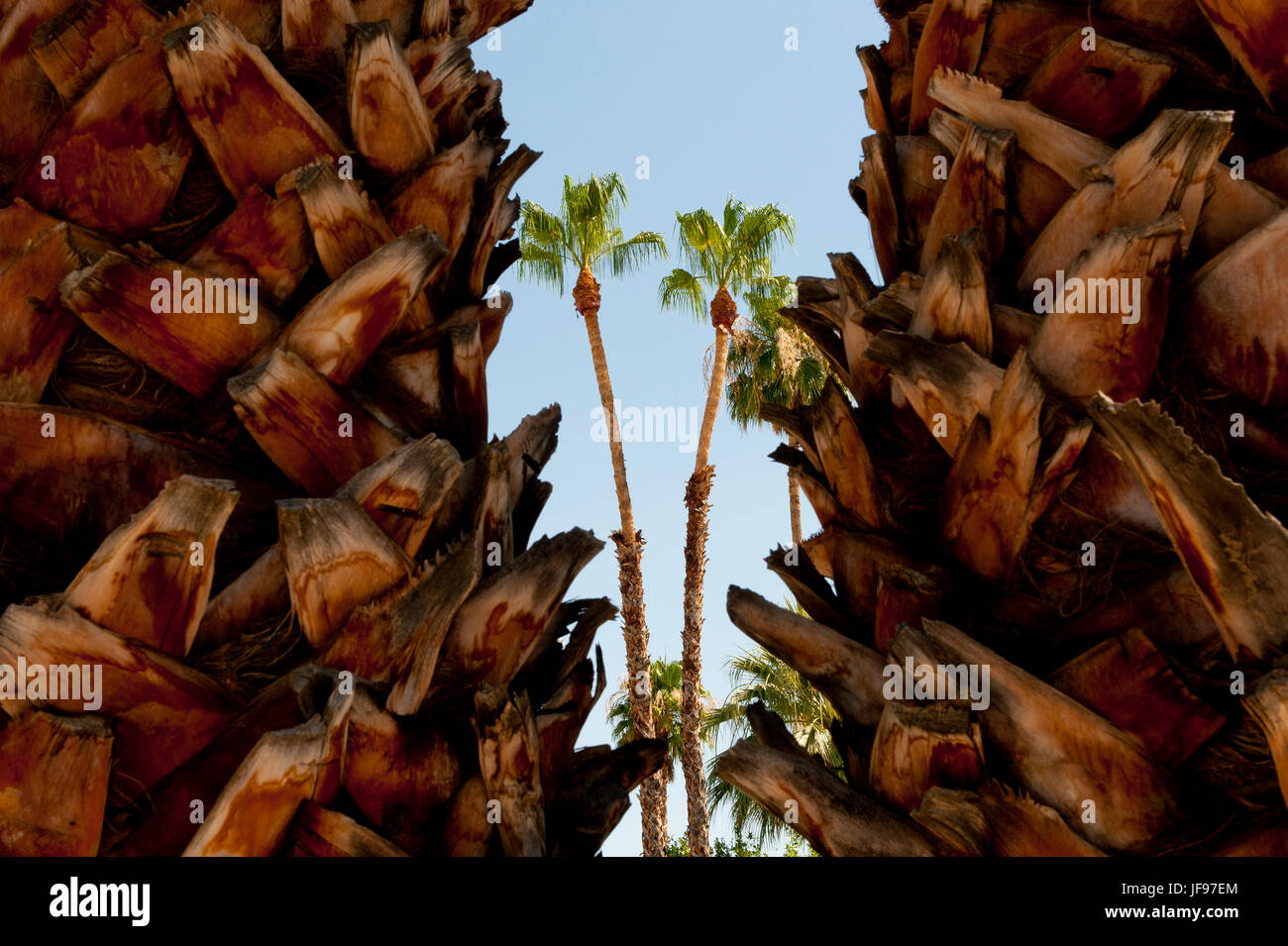 Le palme in Palm Springs, California Foto Stock