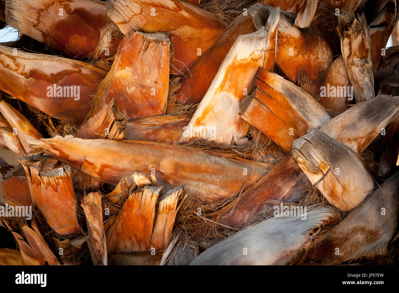 Le palme in Palm Springs, California Foto Stock