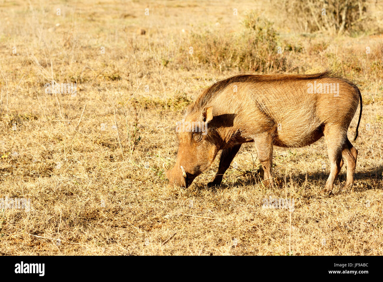 Il comune warthog sniffing l'erba Foto Stock