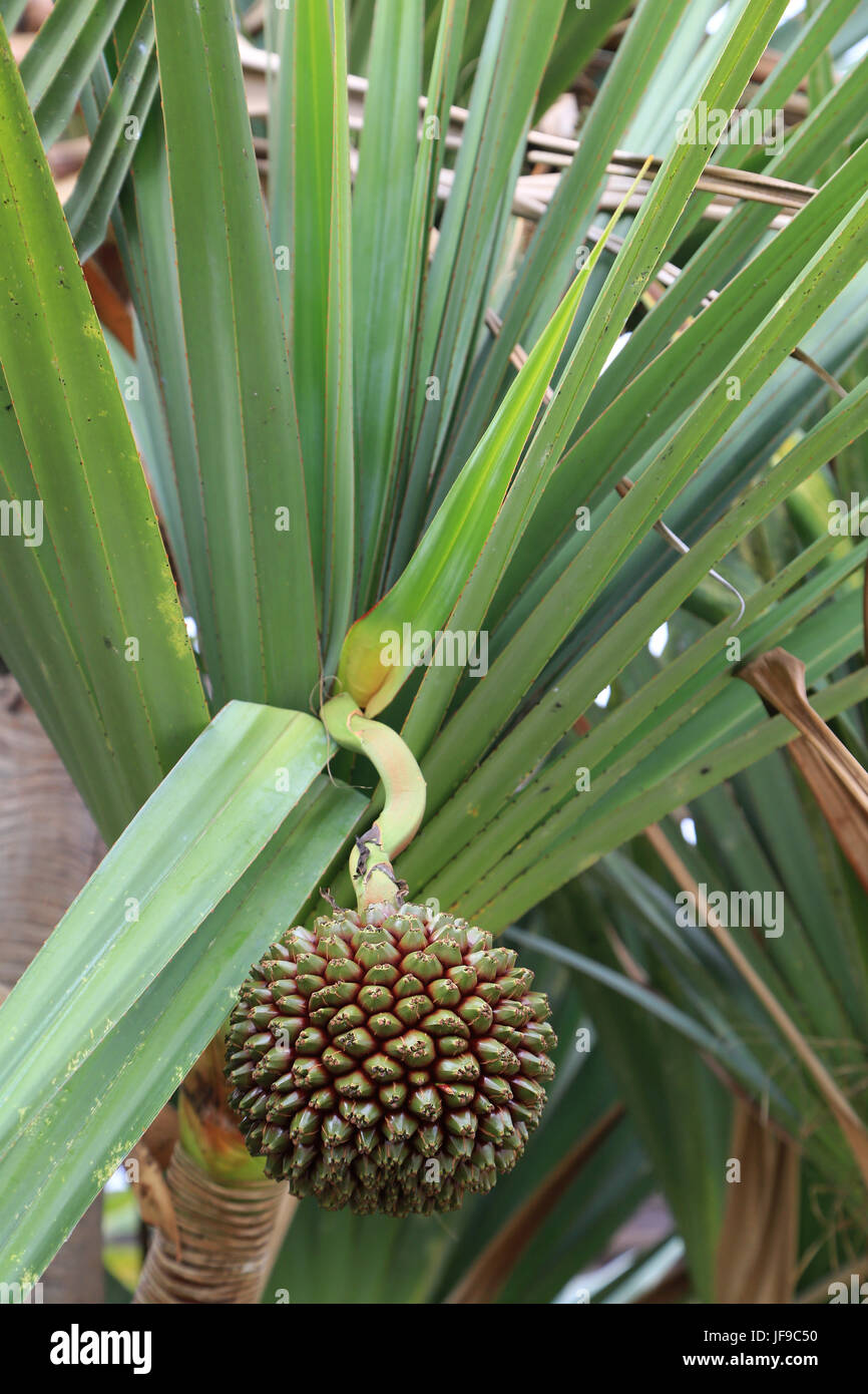 Screwpine, Pandanus utilis, frutta Foto Stock