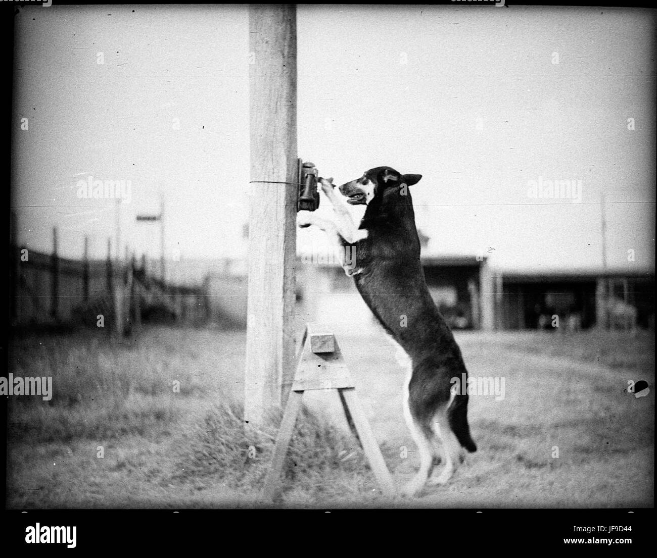 Una fotografia di Tess, un eroico cane della polizia, che mostra il ruolo vitale dei cani da lavoro nelle forze dell'ordine e nella pubblica sicurezza. Foto Stock