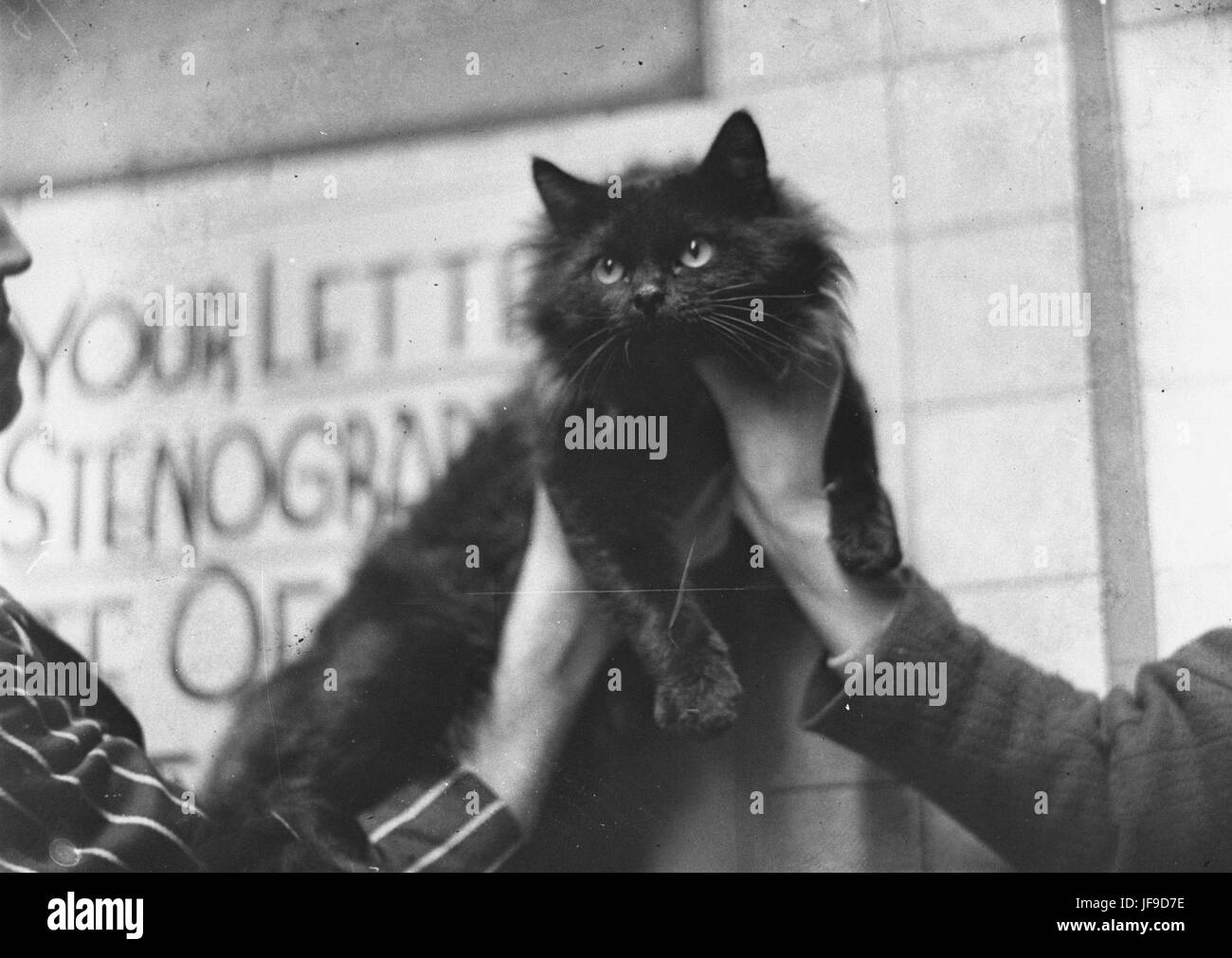 Un'affascinante fotografia di un gatto persiano, scattata da Sam Hood nel 1934, che mostra l'eleganza di questa razza iconica nel suo splendore. Foto Stock