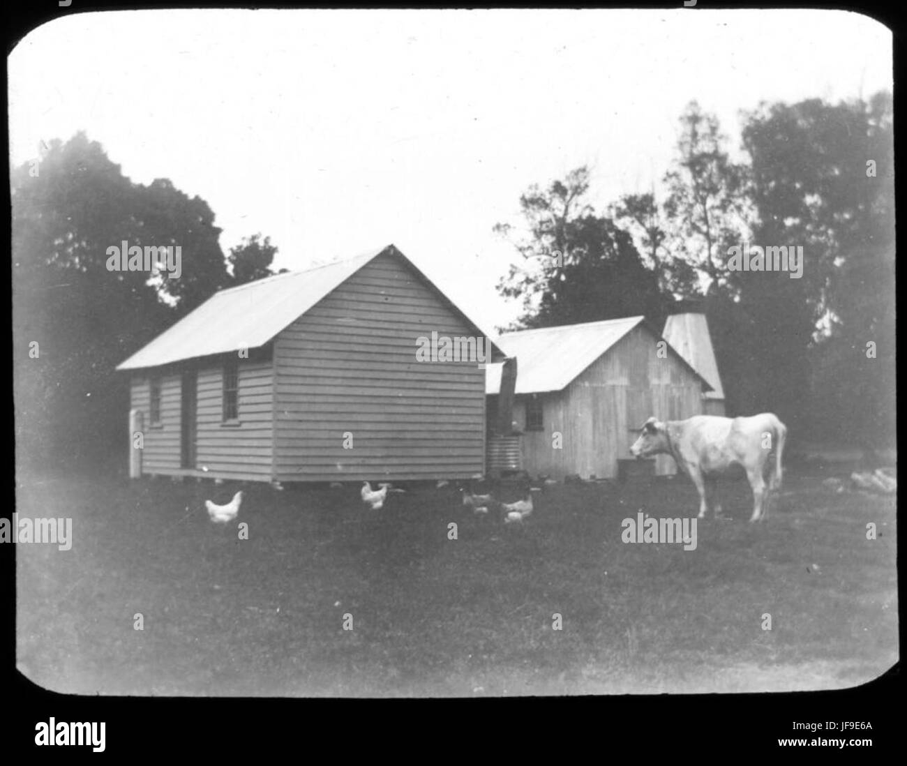 [Mucca, galline, anatre, due capannoni o case e alberi] Foto Stock