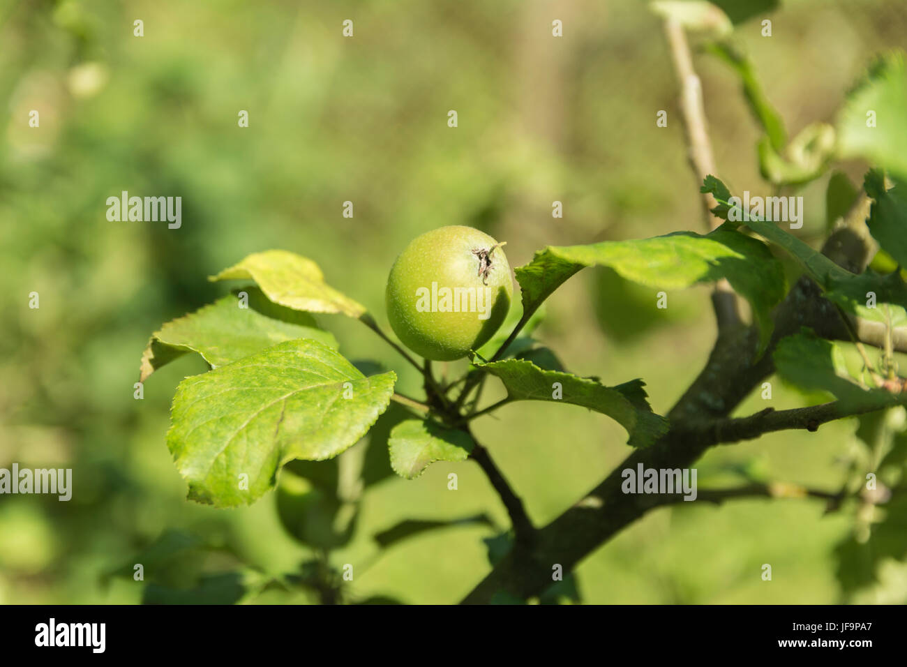 Mela verde su un ramo di close-up di immaturo Foto Stock