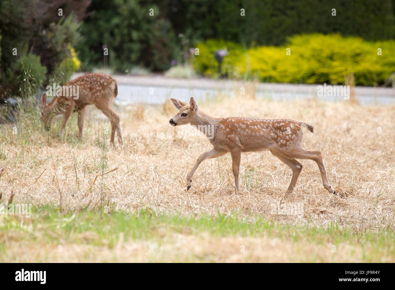 Nero Tailed Deer Fawn Foto Stock