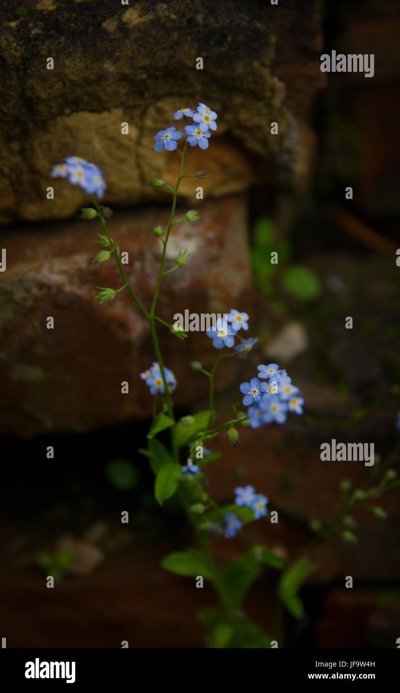 Myos tis. dimenticare-me-non fiori su uno sfondo di vecchi mattoni di muschio Foto Stock