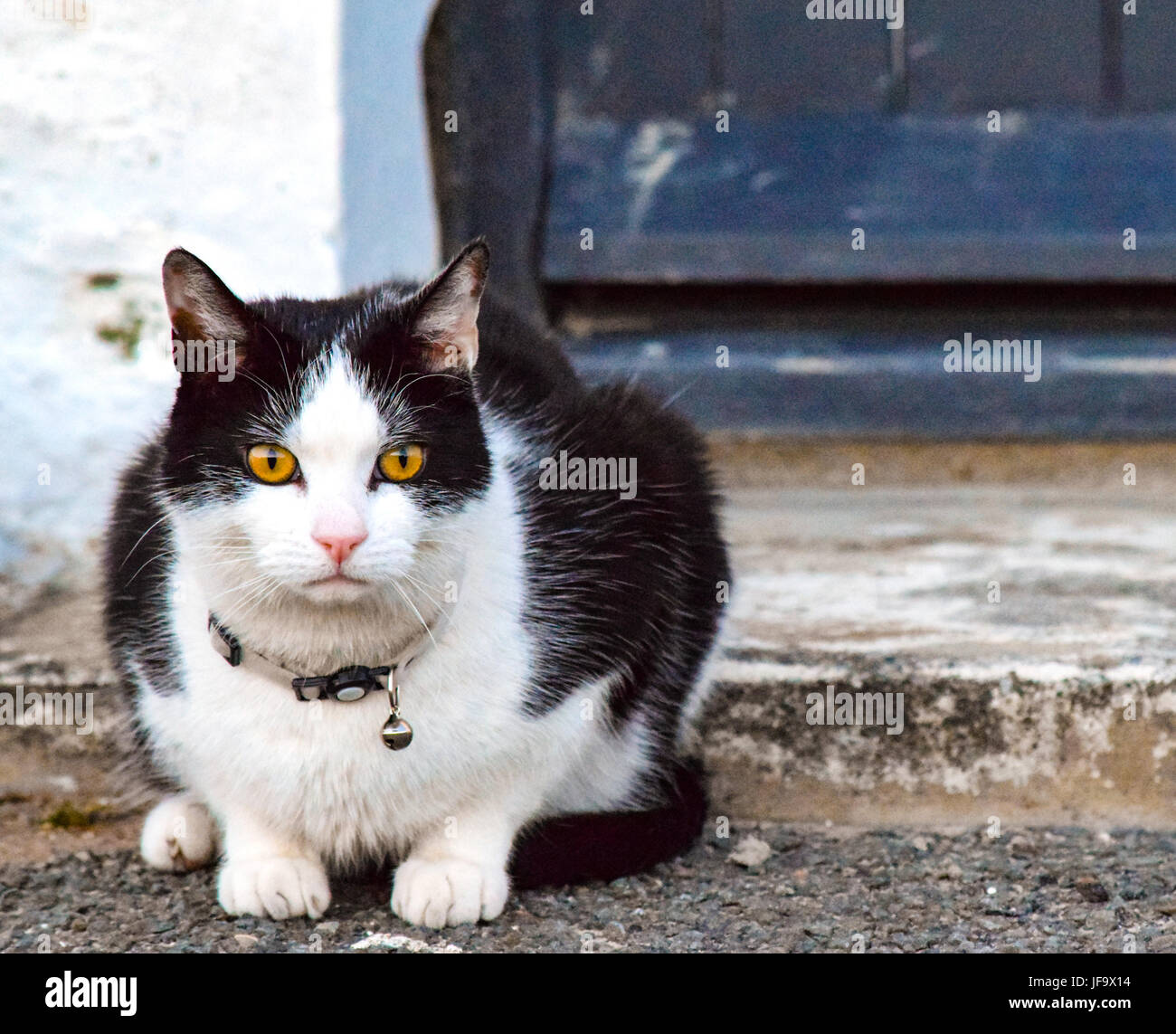 Bianco e nero gatto con occhi Arancio Foto Stock