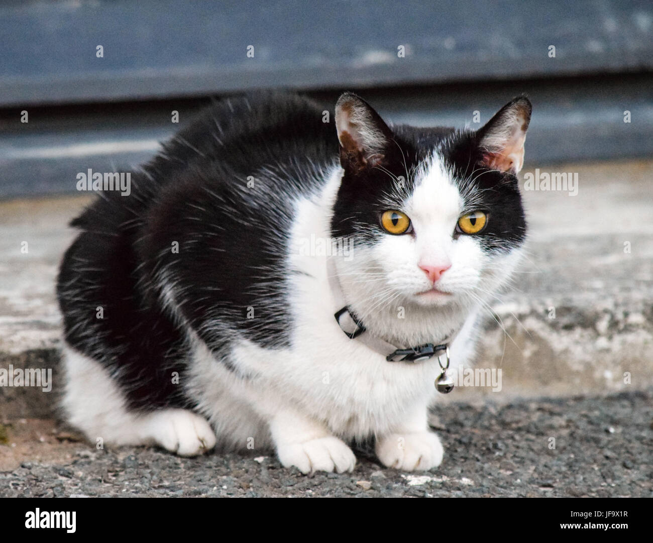 Bianco e nero gatto con occhi Arancio Foto Stock