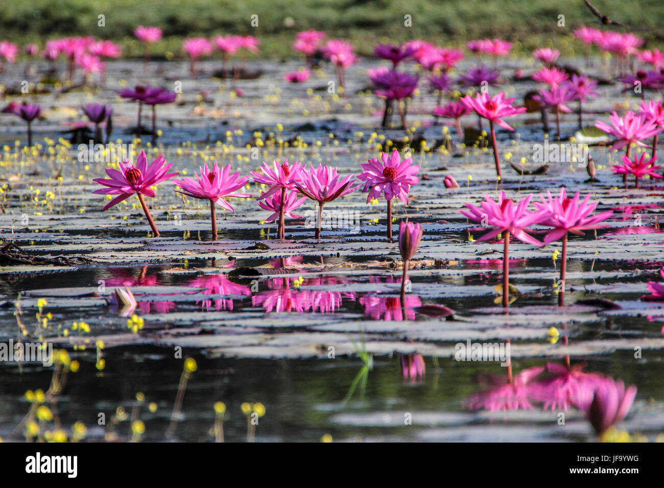 Piccolo stagno con acqua di rosa gigli Foto Stock