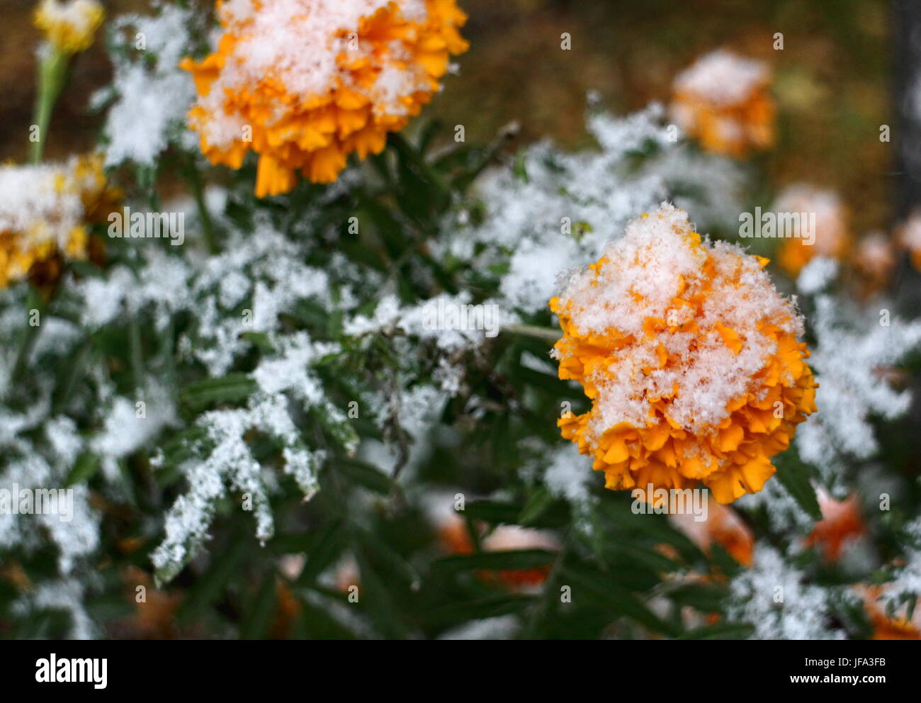 Prima neve sui fiori gialli Foto Stock