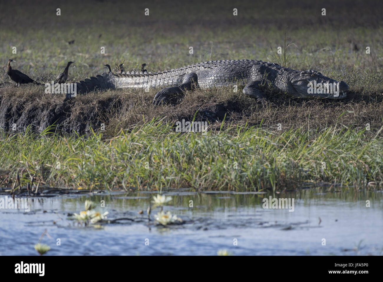 Coccodrillo del Nilo (Crocodilus niloticus) Foto Stock